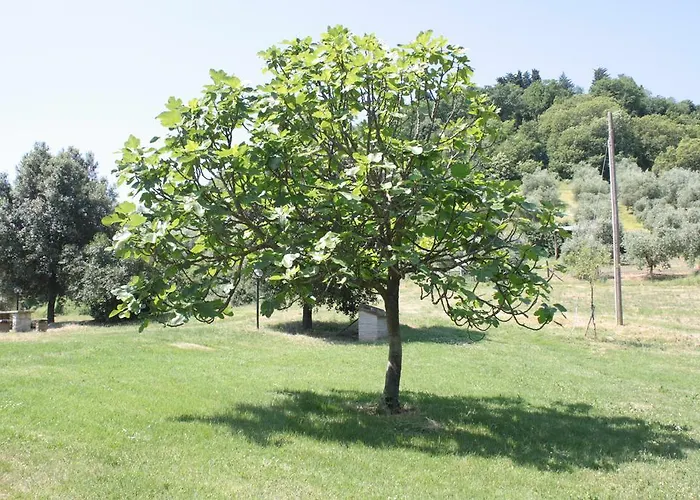 Farma Il Vallone Di Melezzole